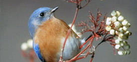 Attracting Bluebirds